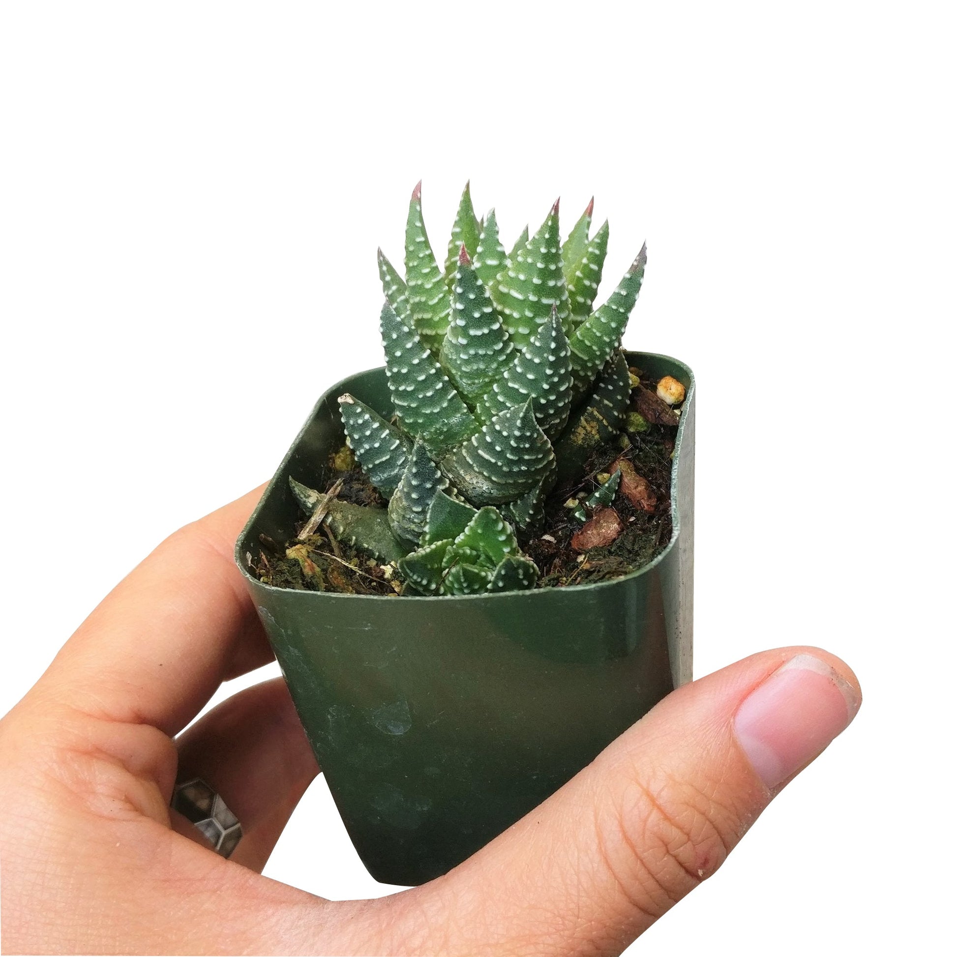Haworthia Pumila African Pearl - Premium Succulents from Succulents Box - Just $6.75! Shop now at Concordia Style Boutique