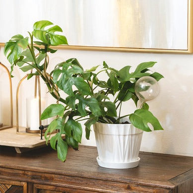 8 inch Decorative Ceramic Pot With Saucer