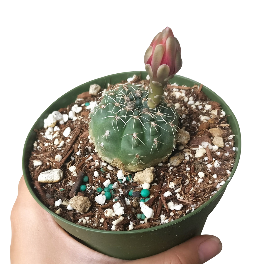 Dwarf Chin Cactus Gymnocalycium