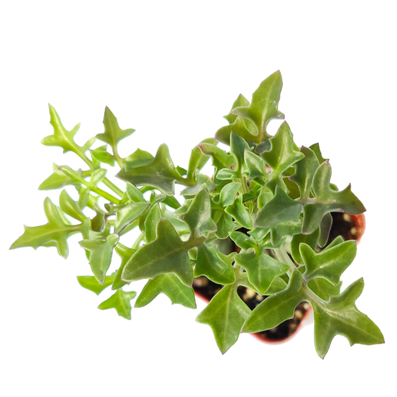 SENECIO Articulatus Candle Plant