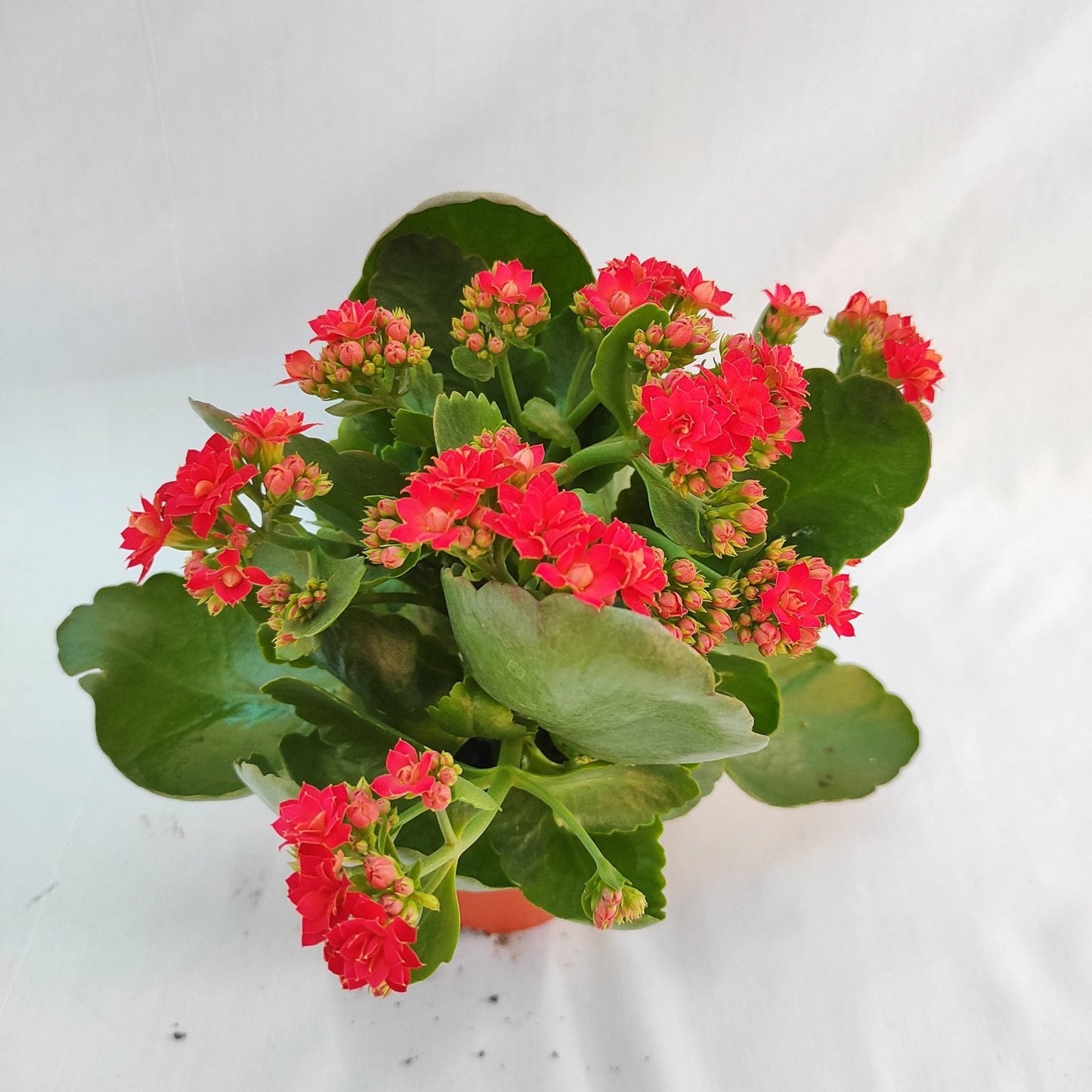 Kalanchoe blossfeldiana 'Calandiva Red'