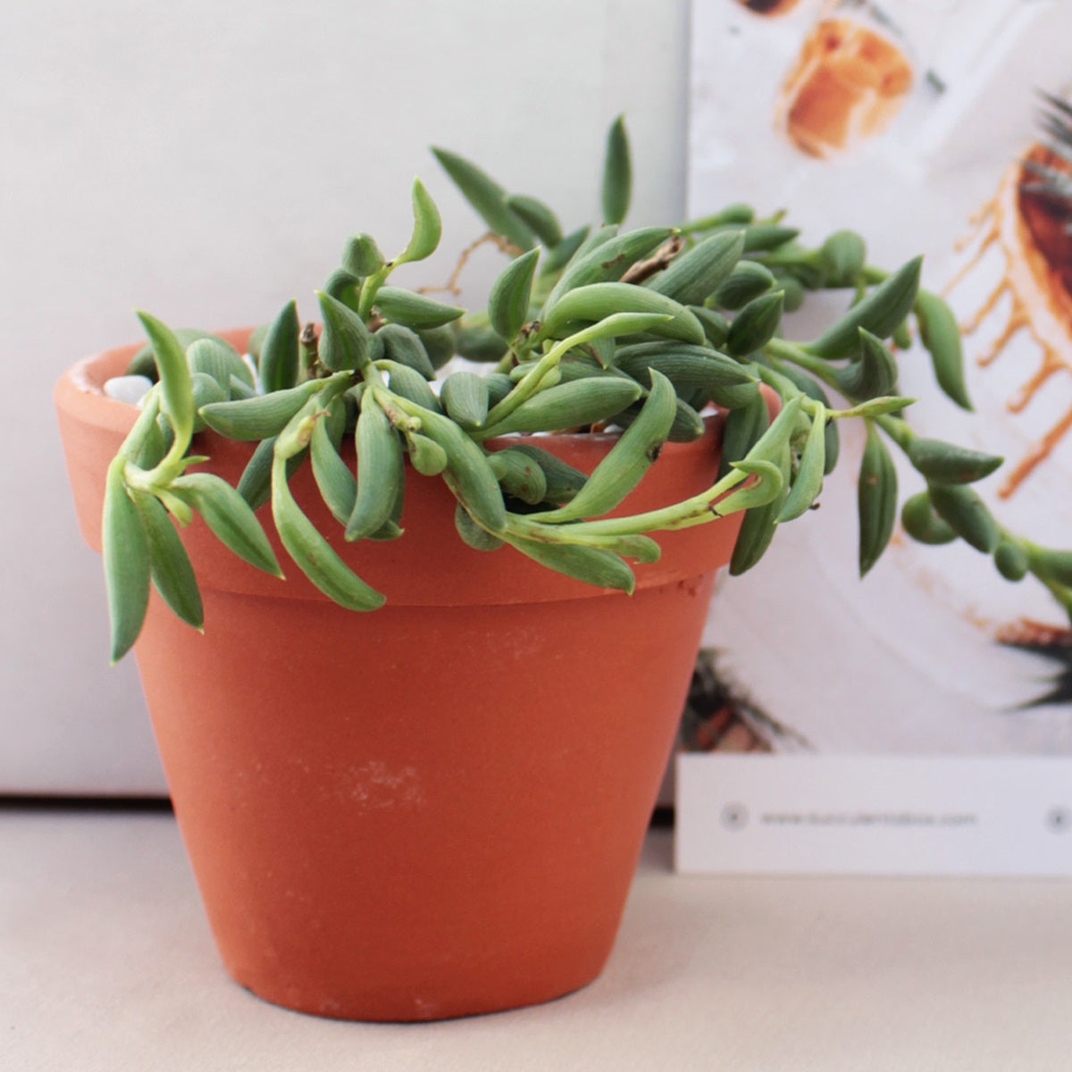 Senecio String of Bananas