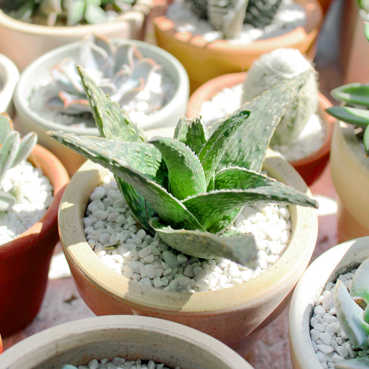 White Fox Aloe Plant