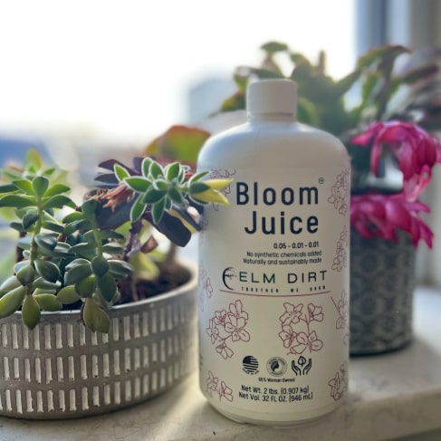 Bloom Juice - Our Award-Winning Formula for Spectacular Flowers - Concordia Style Boutique