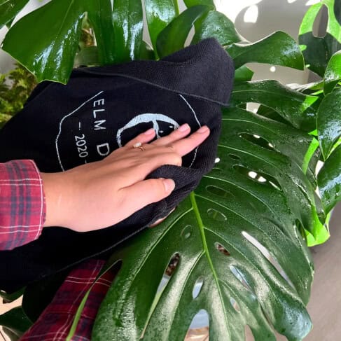 Plant Perfection - Concordia Style Boutique