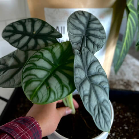 All-Purpose Soil Mix - Concordia Style Boutique