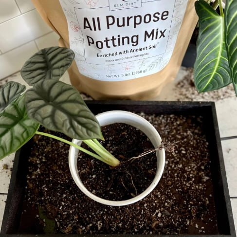 All-Purpose Soil Mix - Concordia Style Boutique