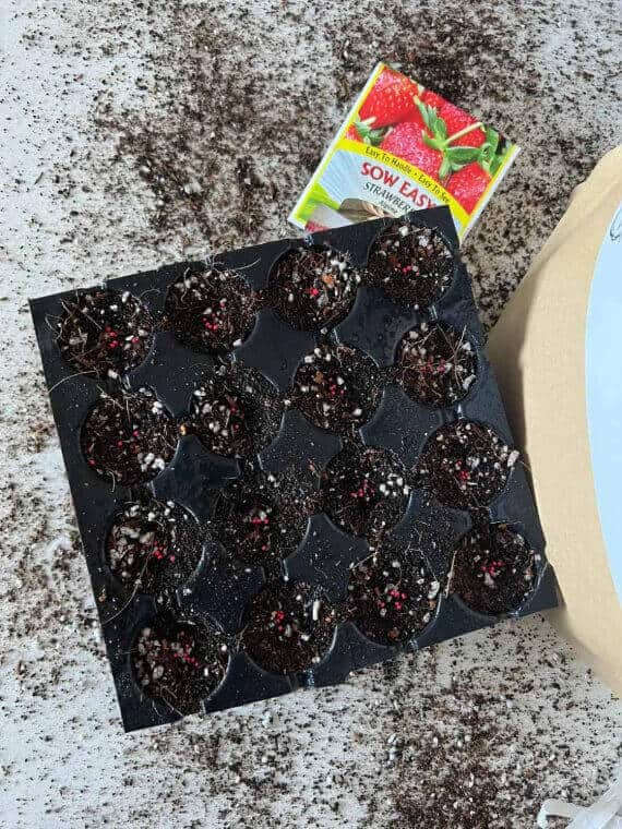 Seedling Mix - Concordia Style Boutique