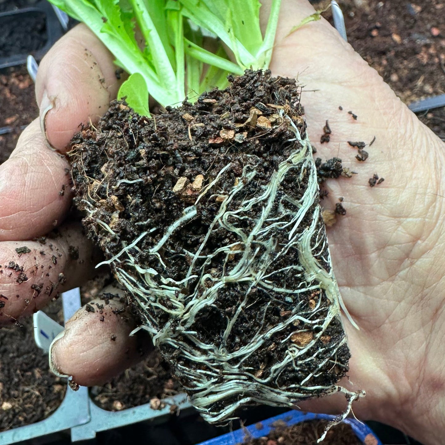 [Pre-Release Exclusive] Seedling and Propagation Mix - Concordia Style Boutique