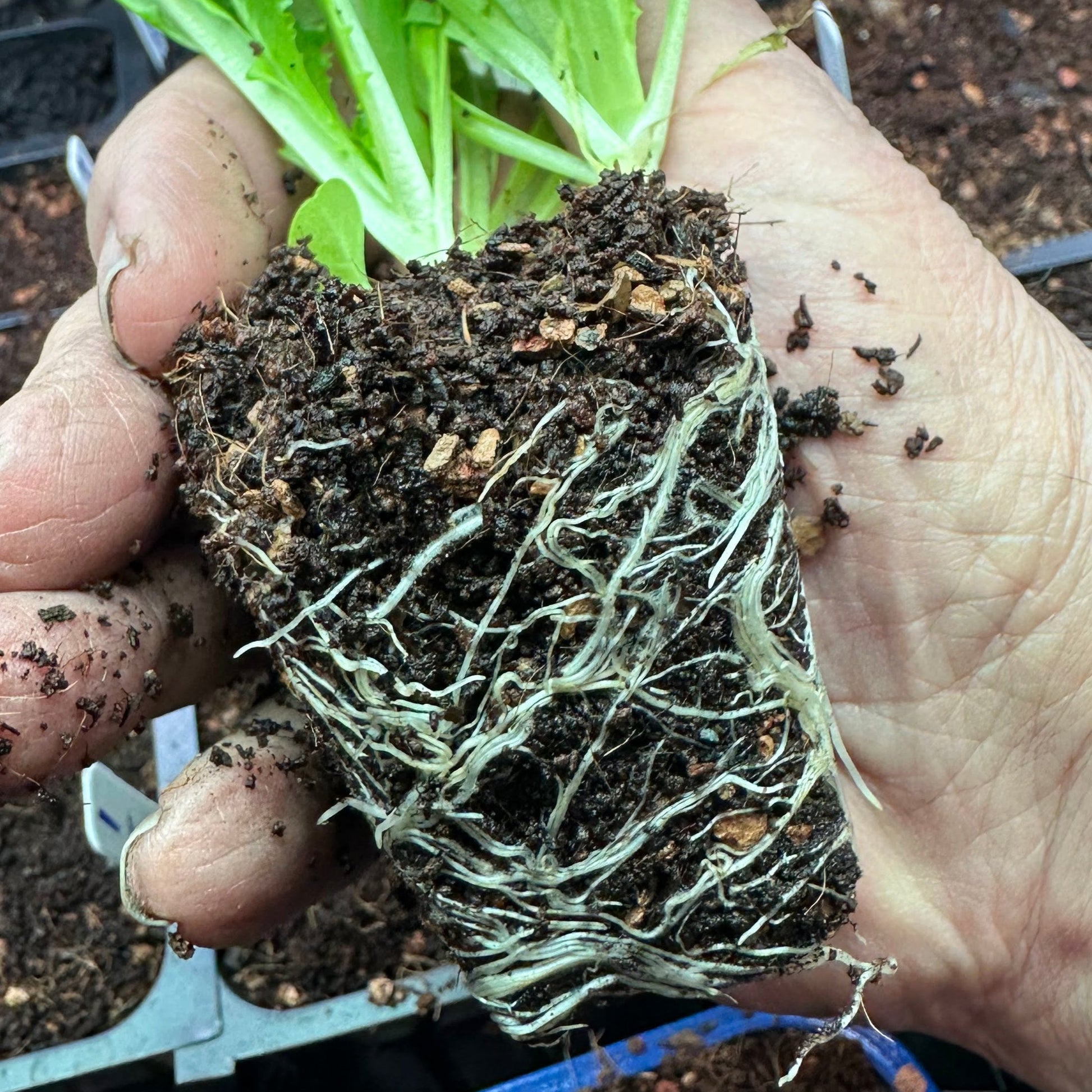 [Pre-Release Exclusive] Seedling and Propagation Mix - Concordia Style Boutique