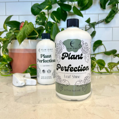Plant Perfection - Concordia Style Boutique