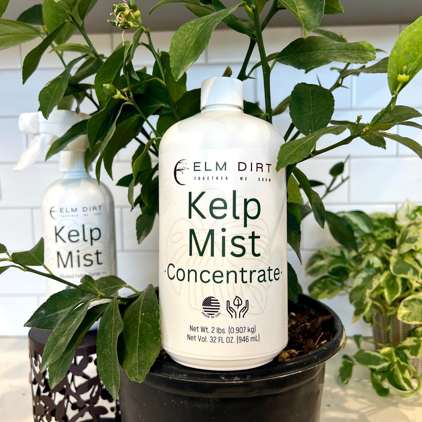 Kelp Mist - Concordia Style Boutique