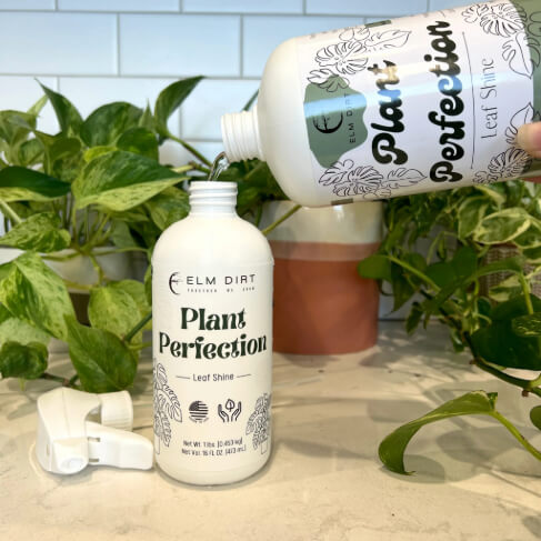 Plant Perfection - Concordia Style Boutique
