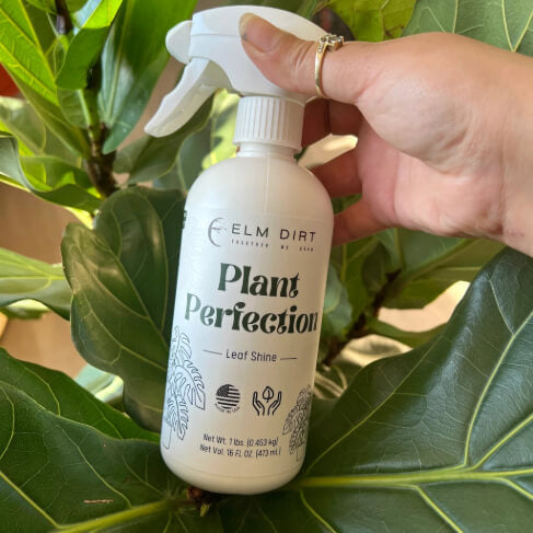 Plant Perfection - Concordia Style Boutique