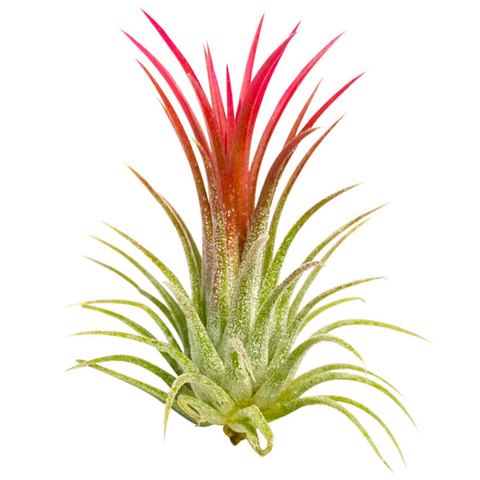 Tillandsia Ionantha Fuego