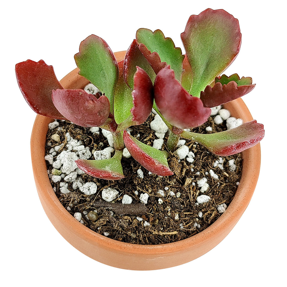 Six Angled Kalanchoe