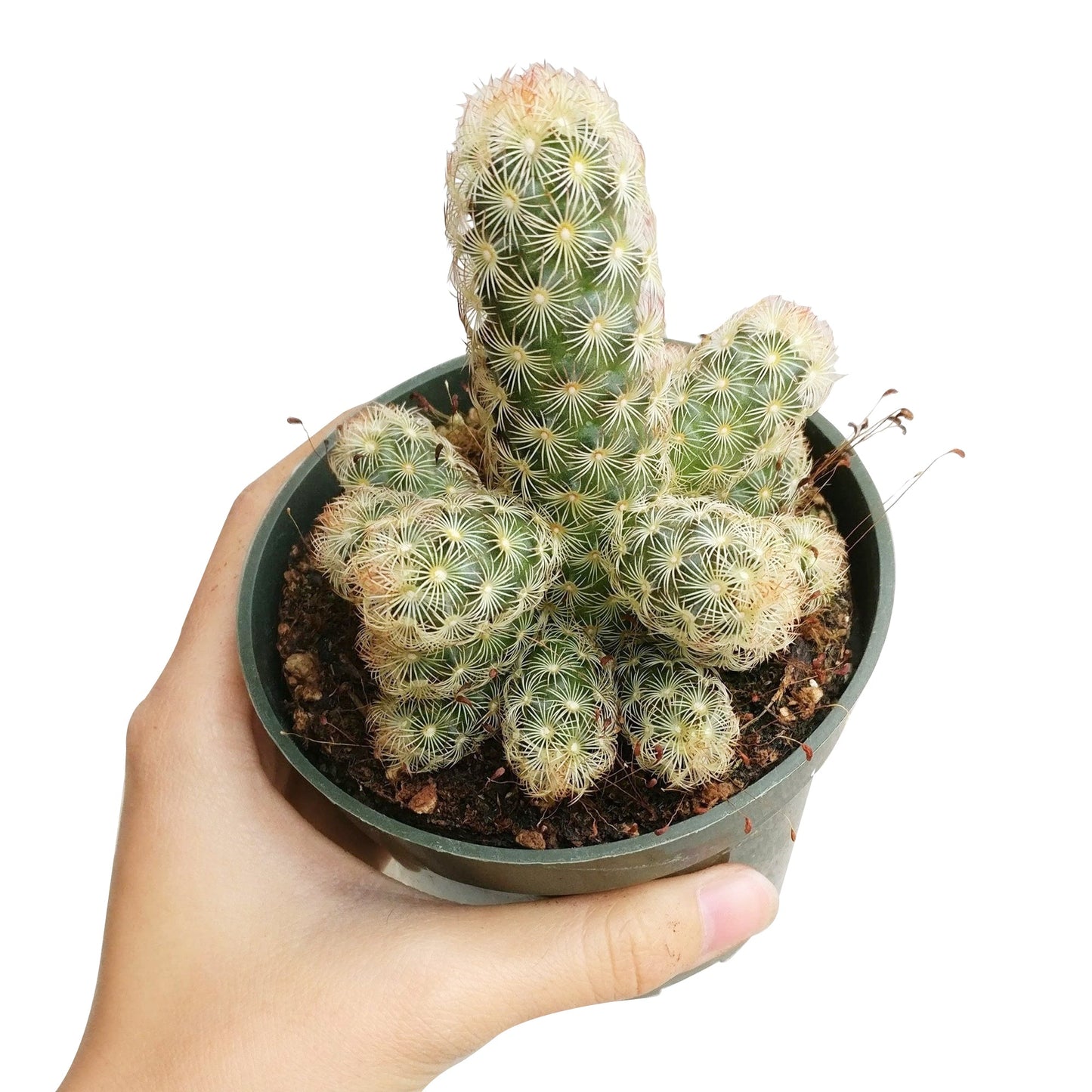 Lady Fingers Cactus Mammillaria Elongata
