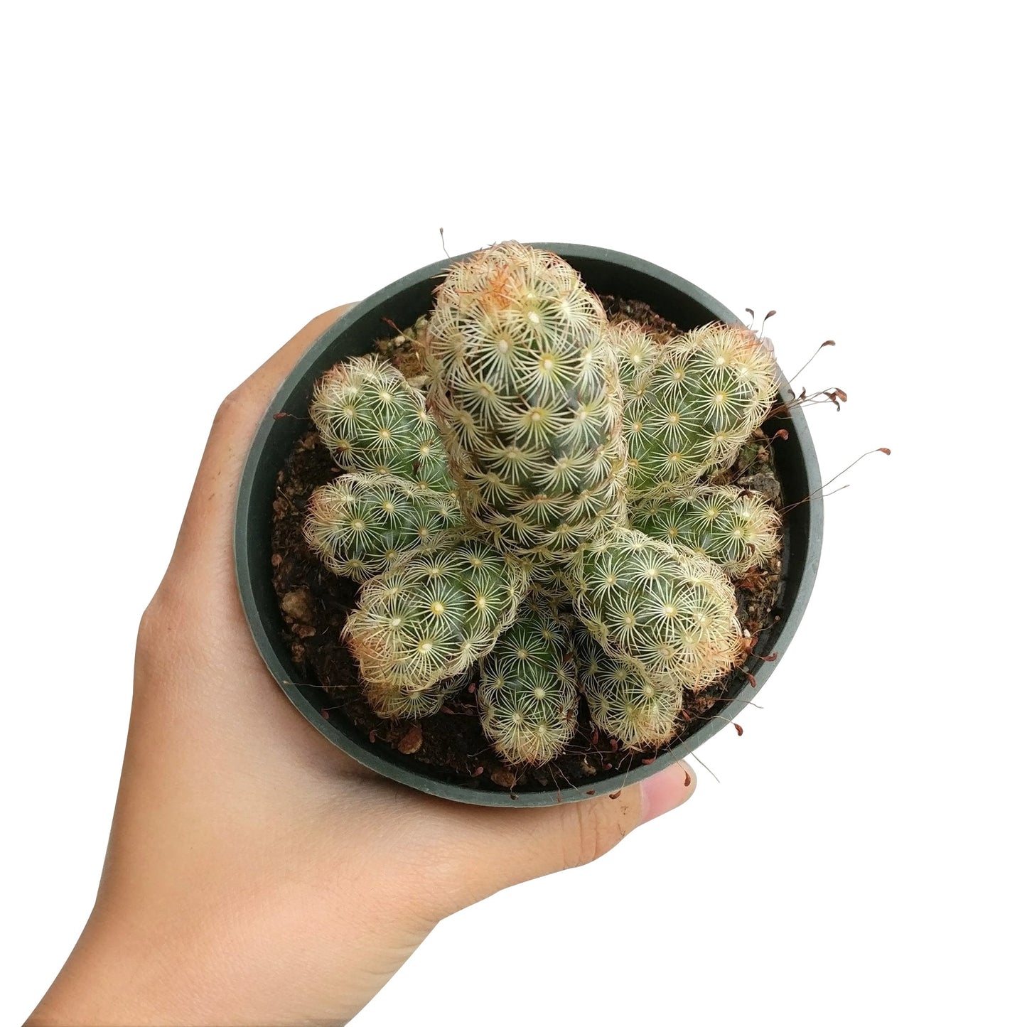 Lady Fingers Cactus Mammillaria Elongata