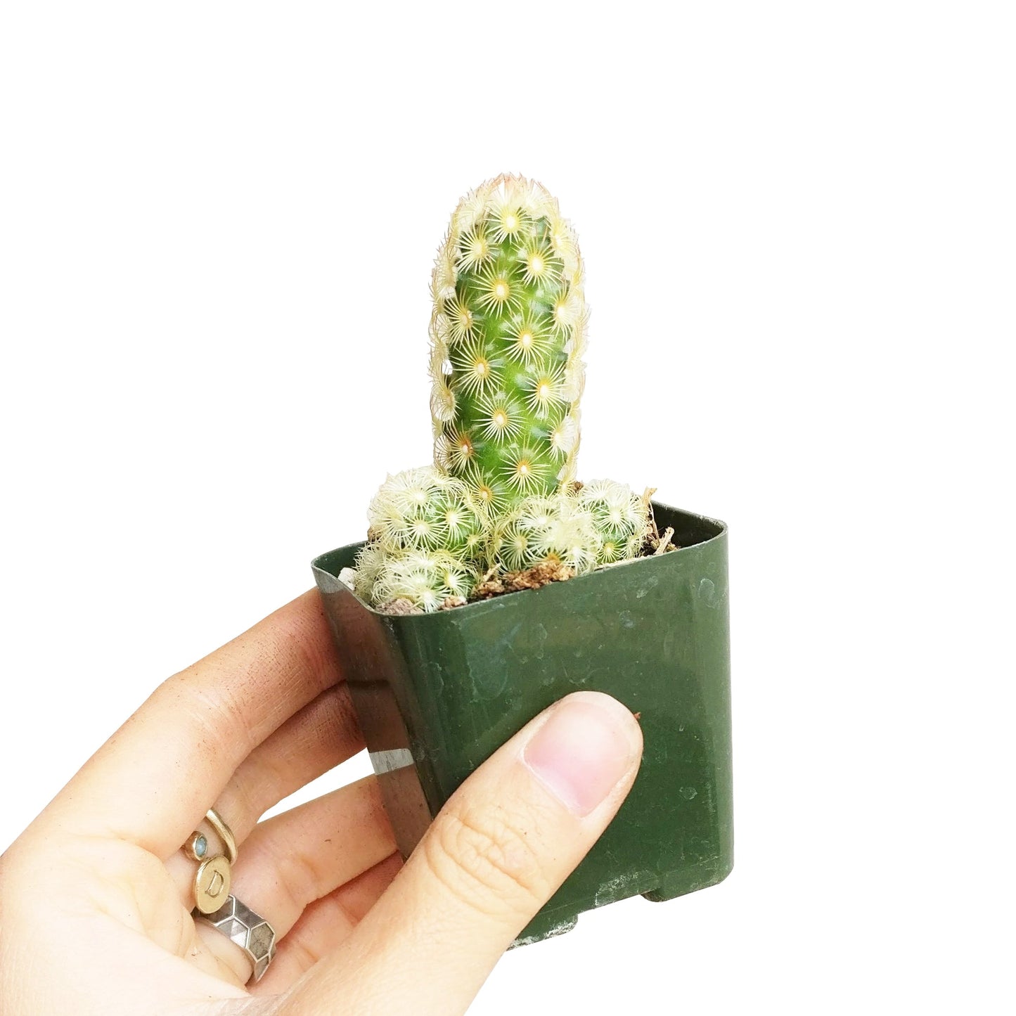 Lady Fingers Cactus Mammillaria Elongata