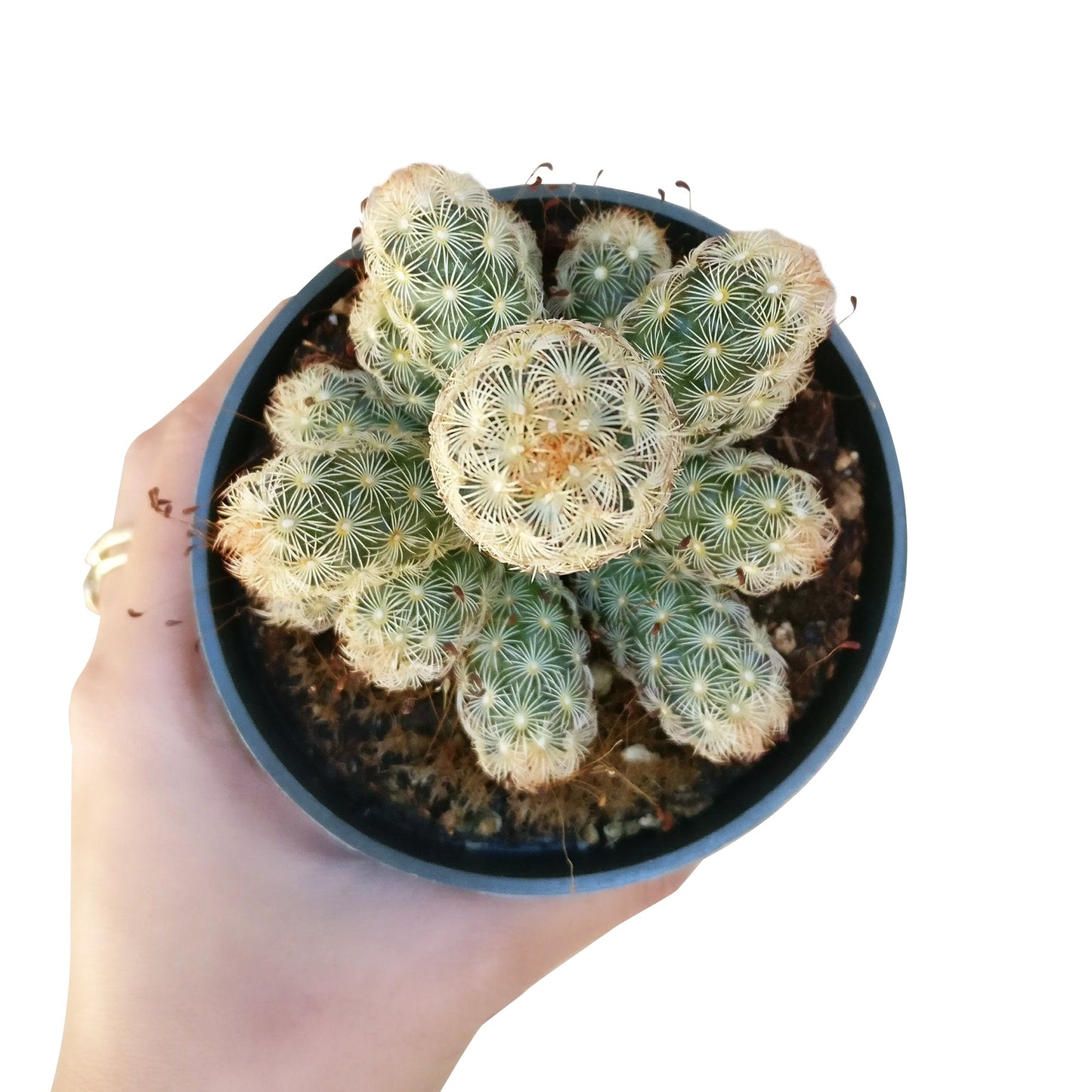 Lady Fingers Cactus Mammillaria Elongata