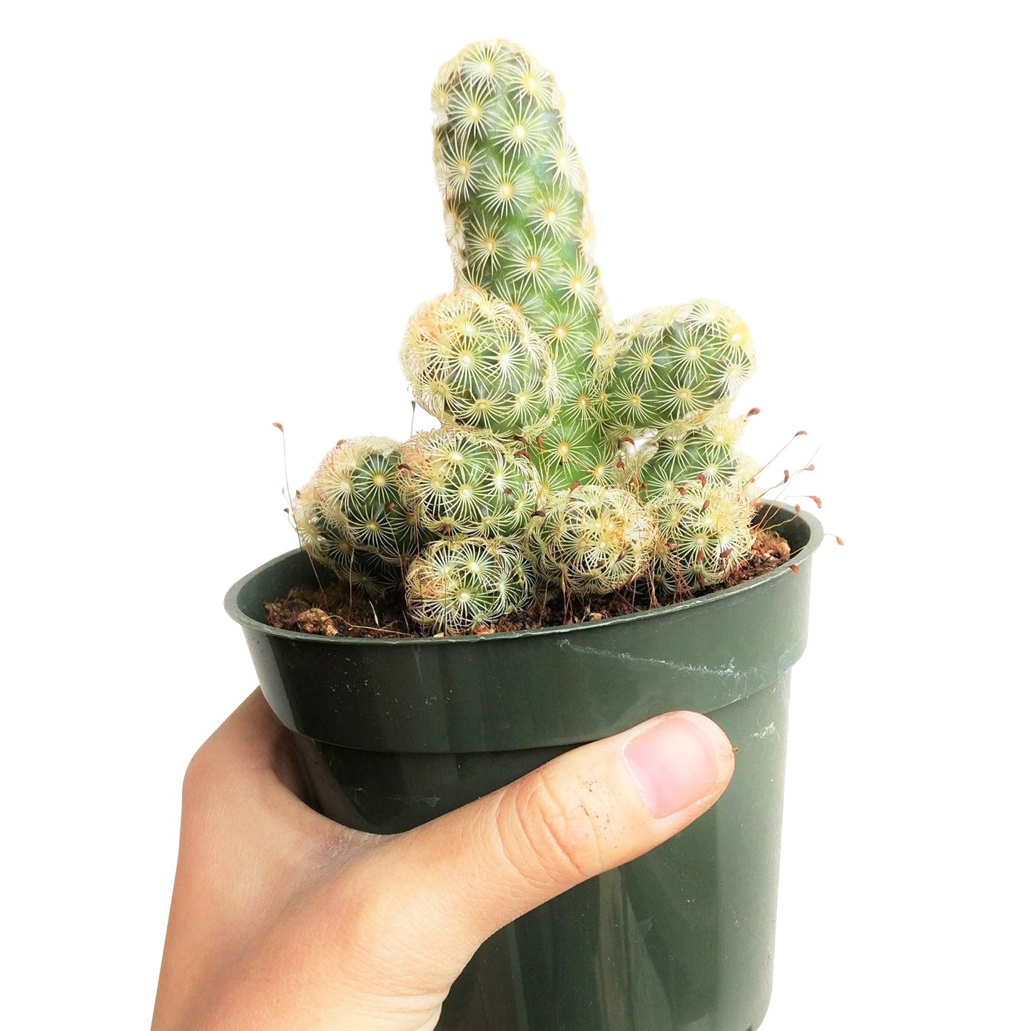 Lady Fingers Cactus Mammillaria Elongata