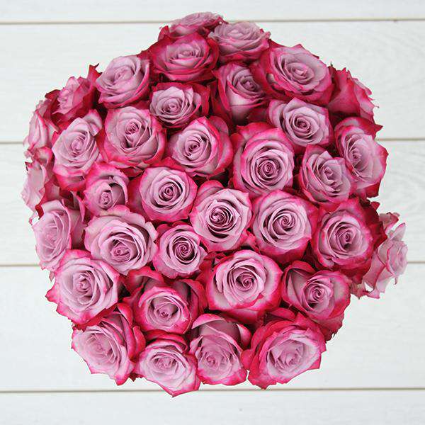 PURPLE LOVE