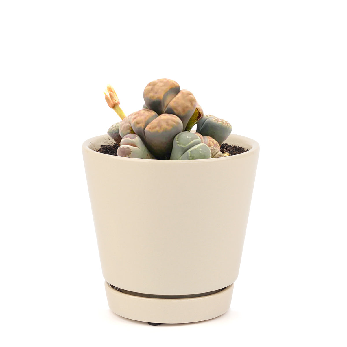 Lithops Living Stones Live Cactus