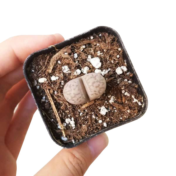 Lithops Living Stones Live Cactus