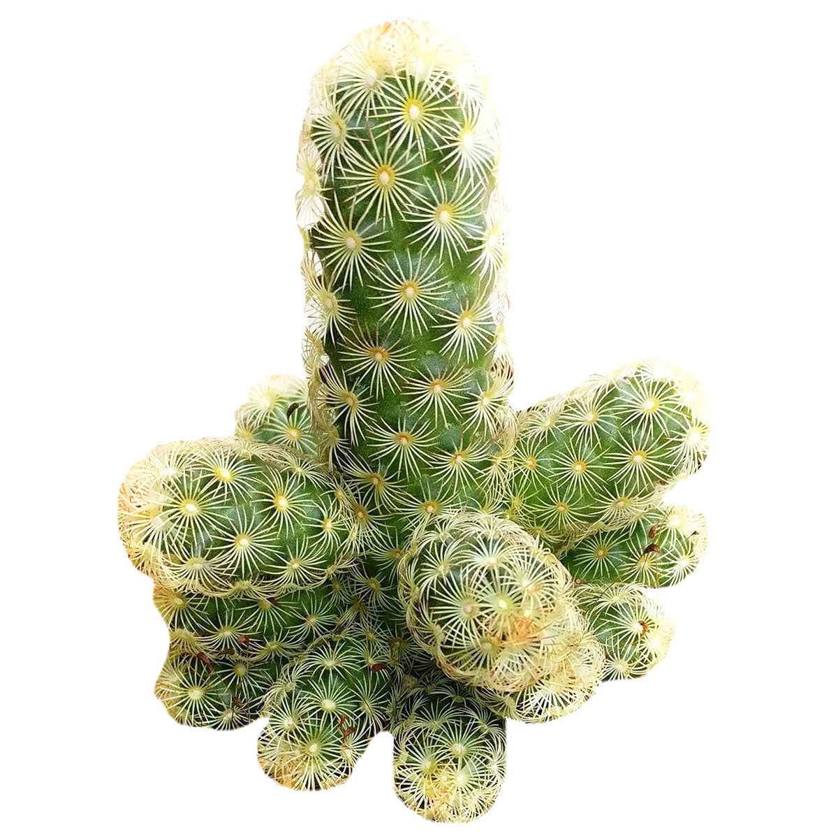 Lady Fingers Cactus Mammillaria Elongata