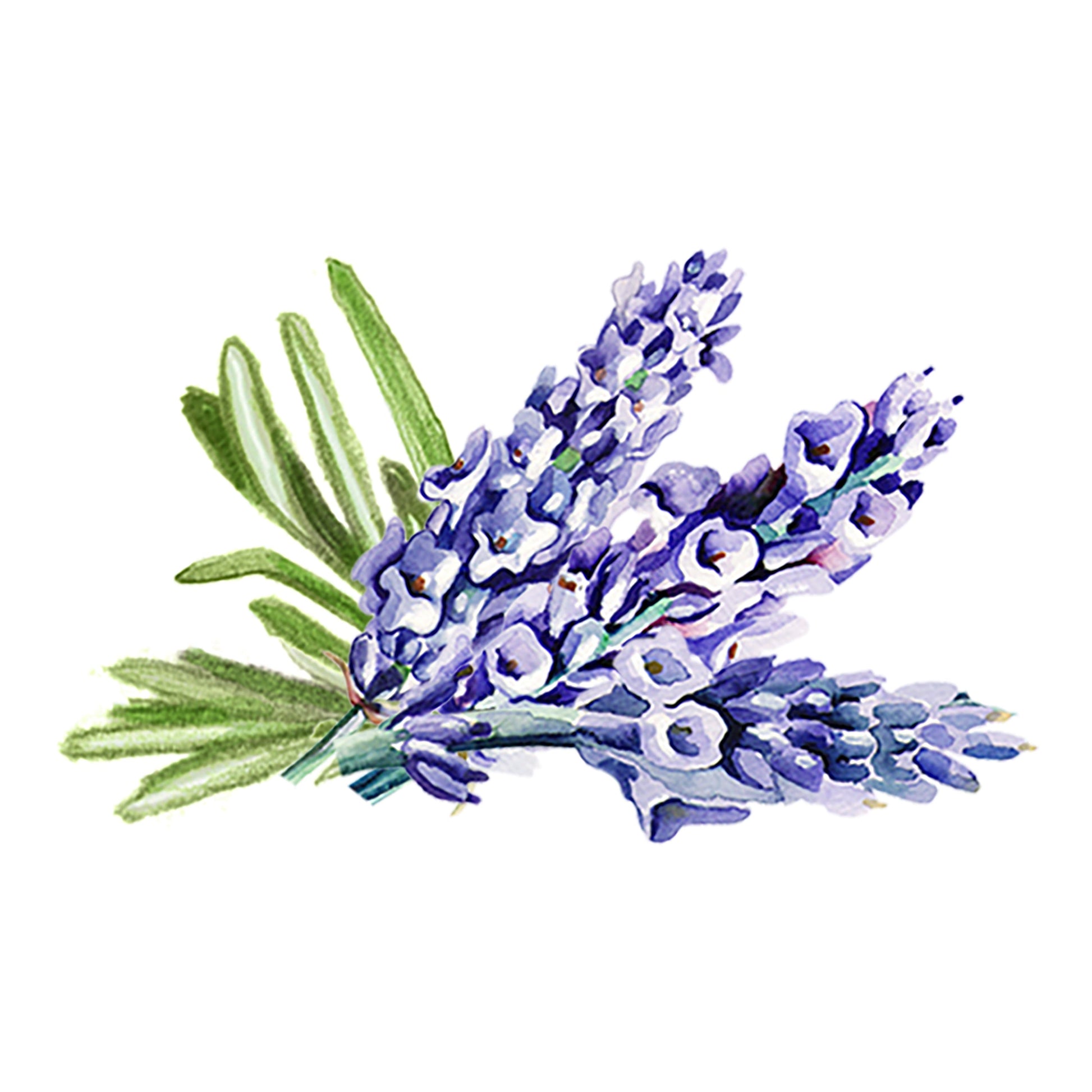 Lavender & Rosemary Essential Oil Blend - Concordia Style Boutique