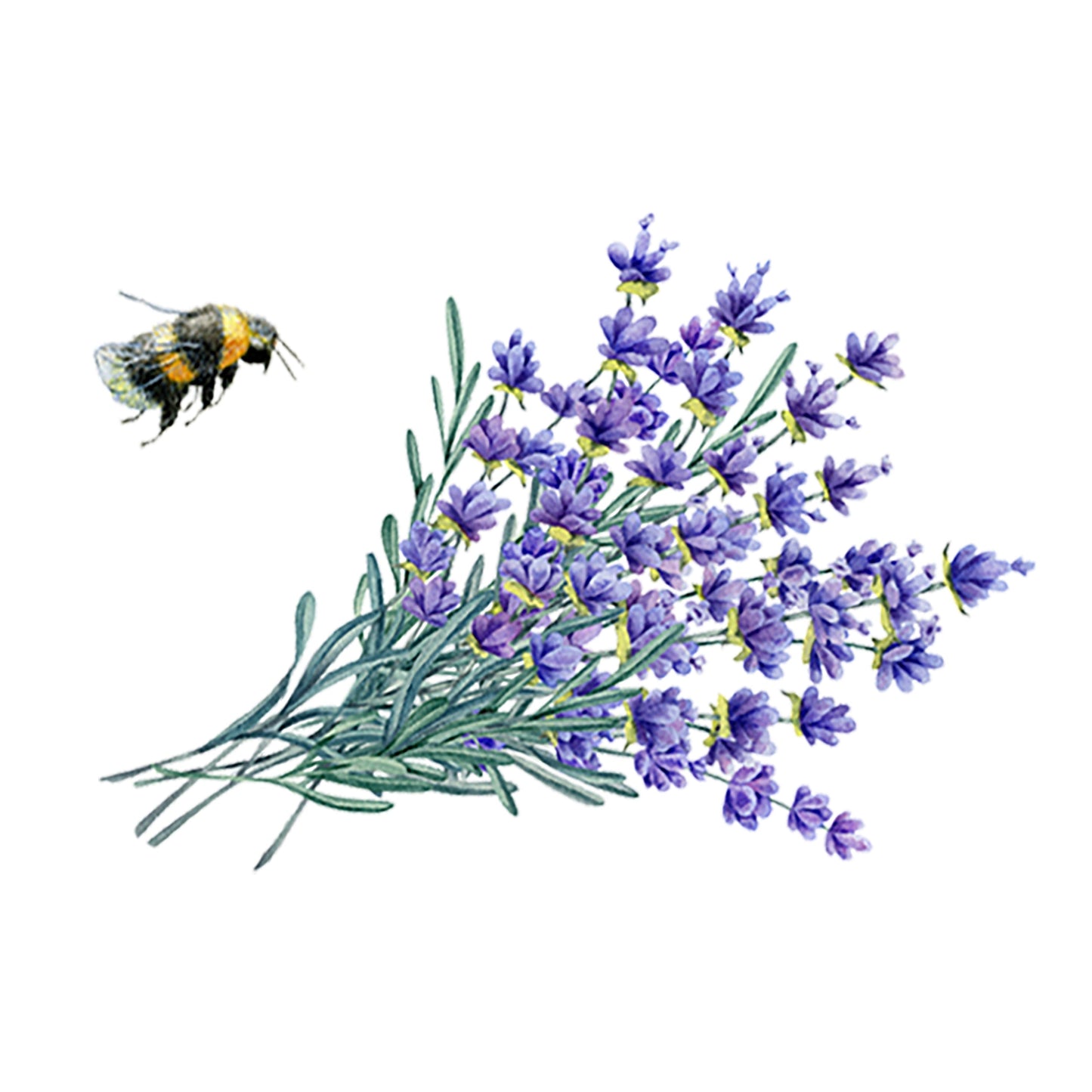 Lavender Essential Oil - Concordia Style Boutique