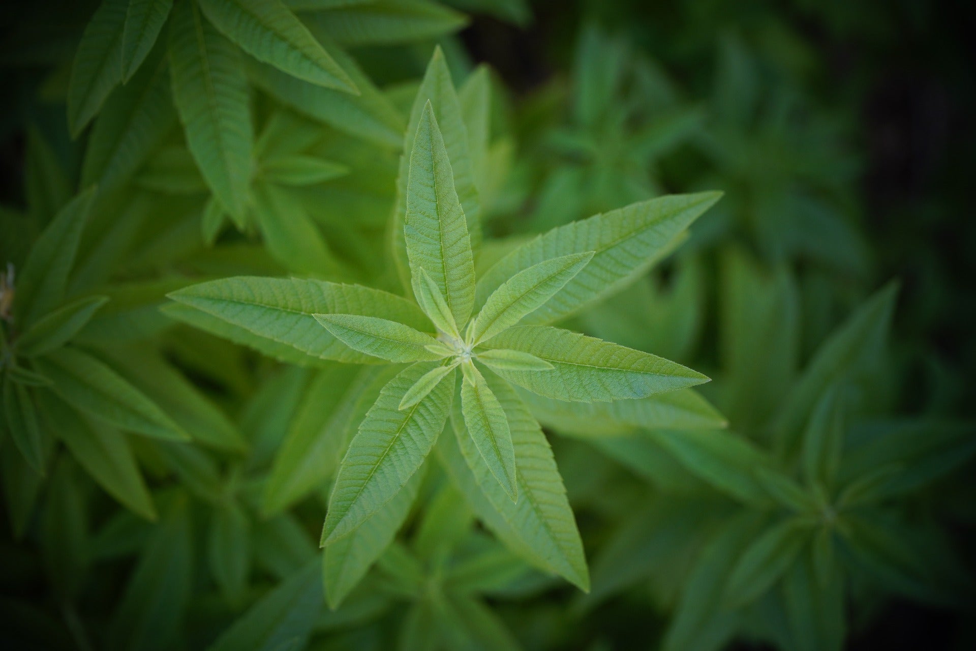 Lemon Verbena, Cut, Sifted - Concordia Style Boutique