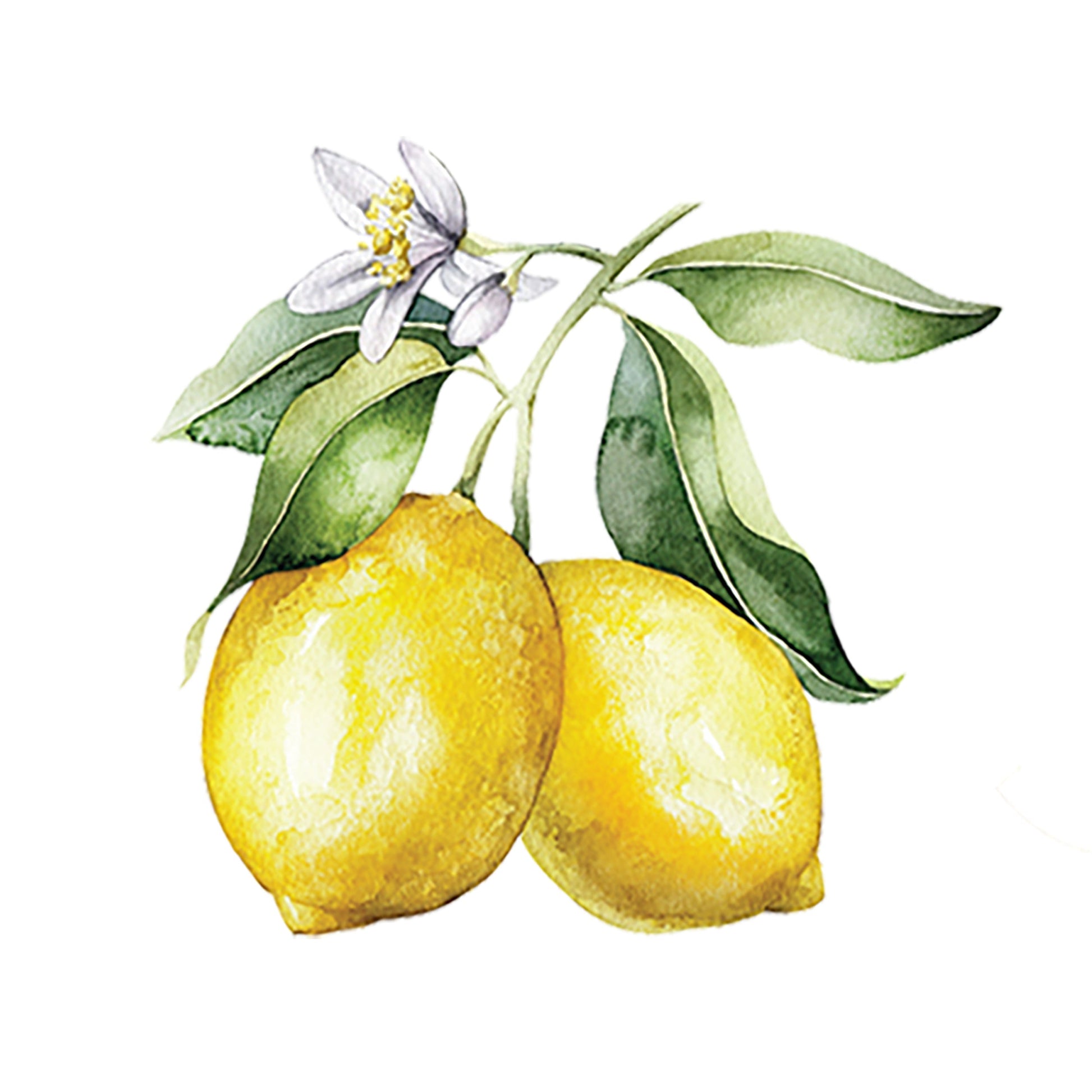 Lemon Essential Oil - Concordia Style Boutique