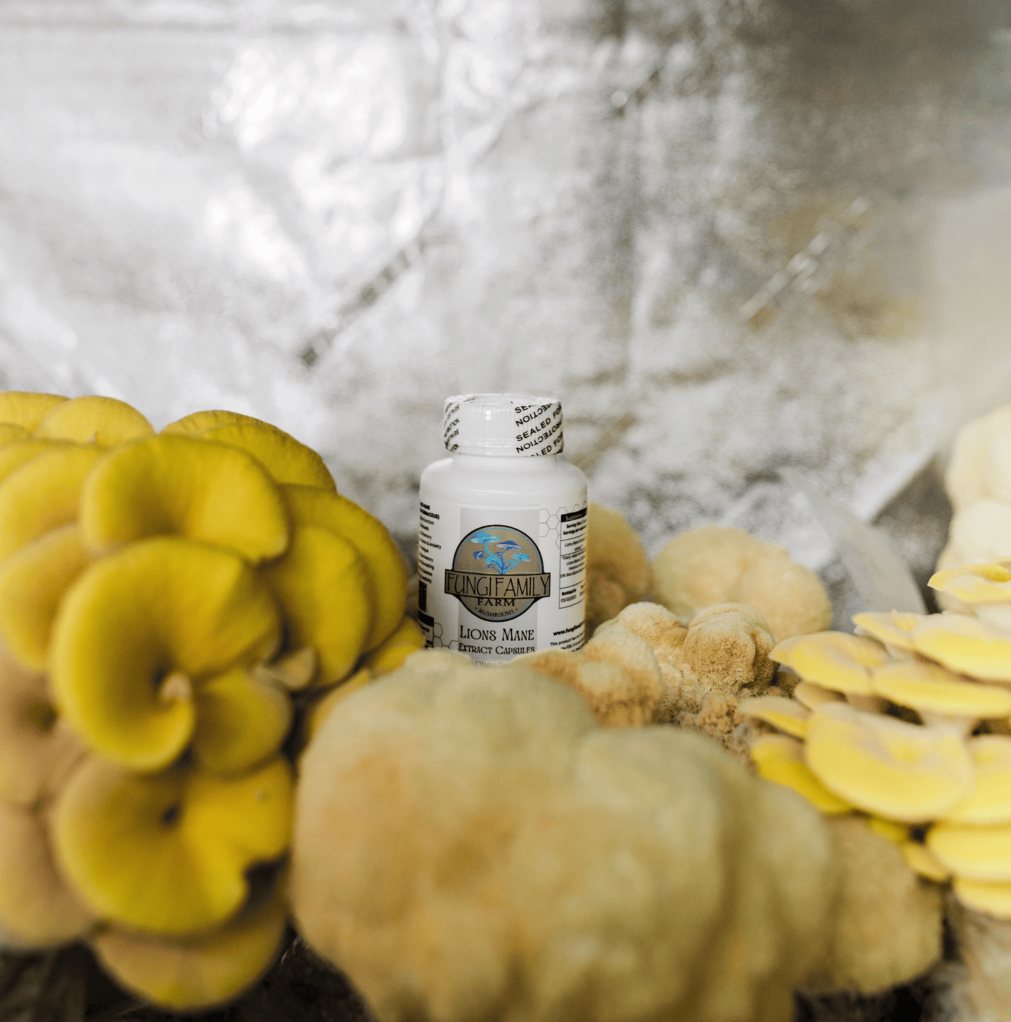 Lions Mane Mushroom Extract Capsules