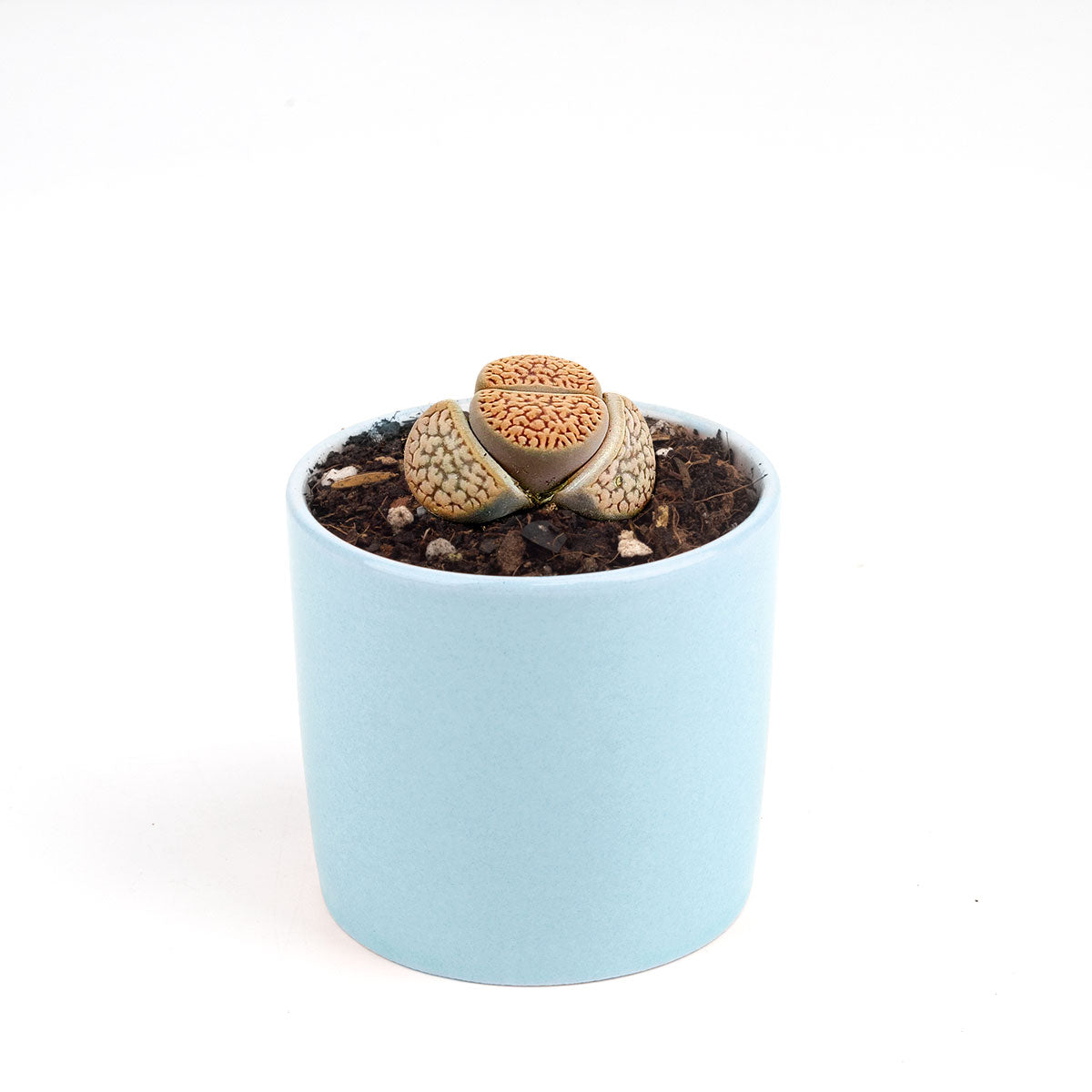 Lithops Living Stones Live Cactus