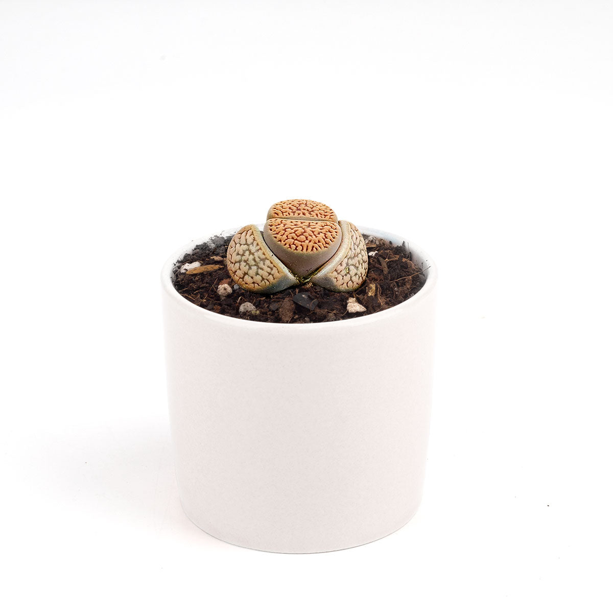 Lithops Living Stones Live Cactus