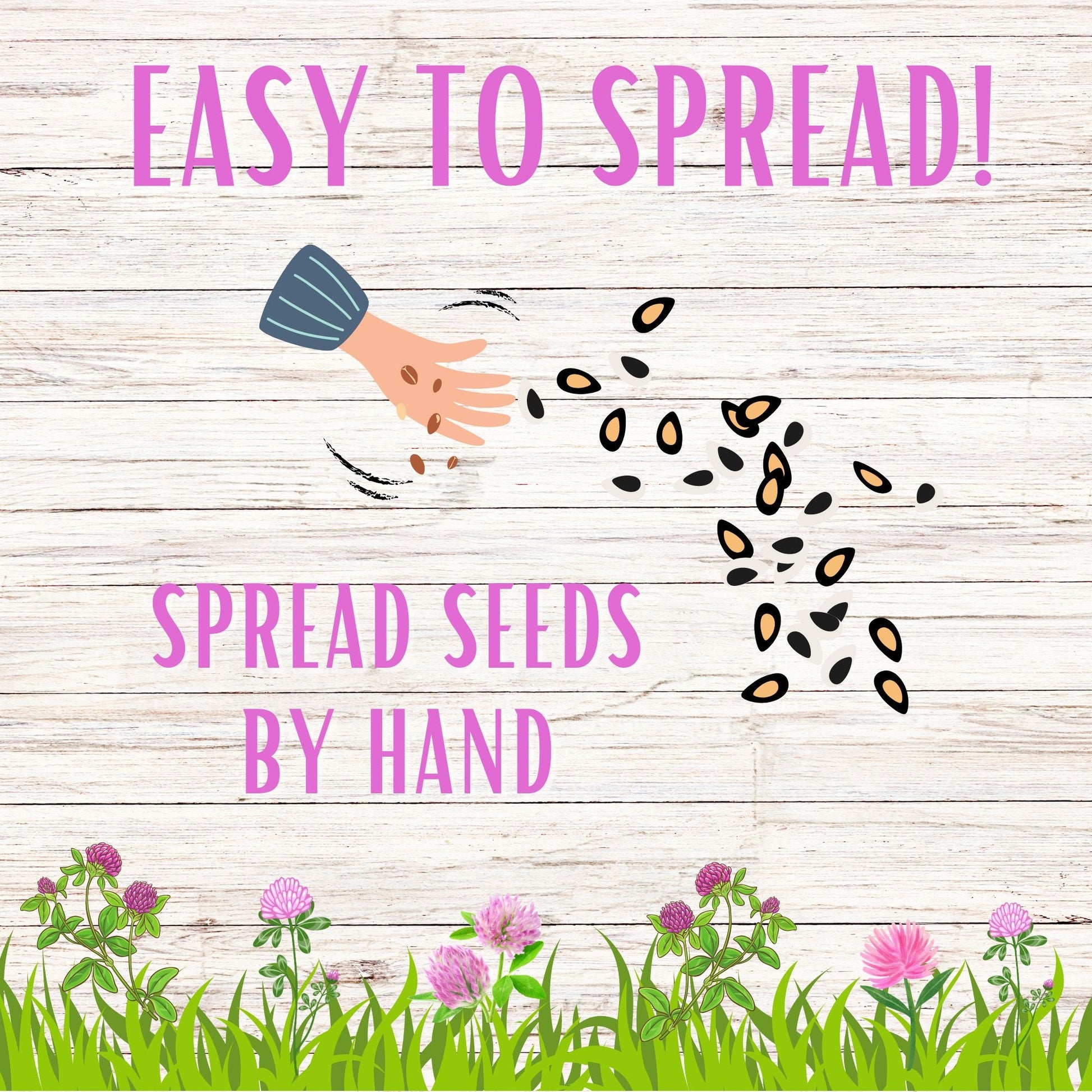 Medium Red Clover Seed - Concordia Style Boutique