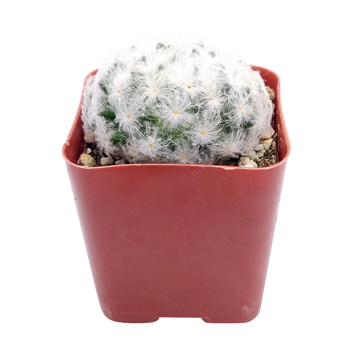 Mammillaria Plumosa 'Feather Cactus'