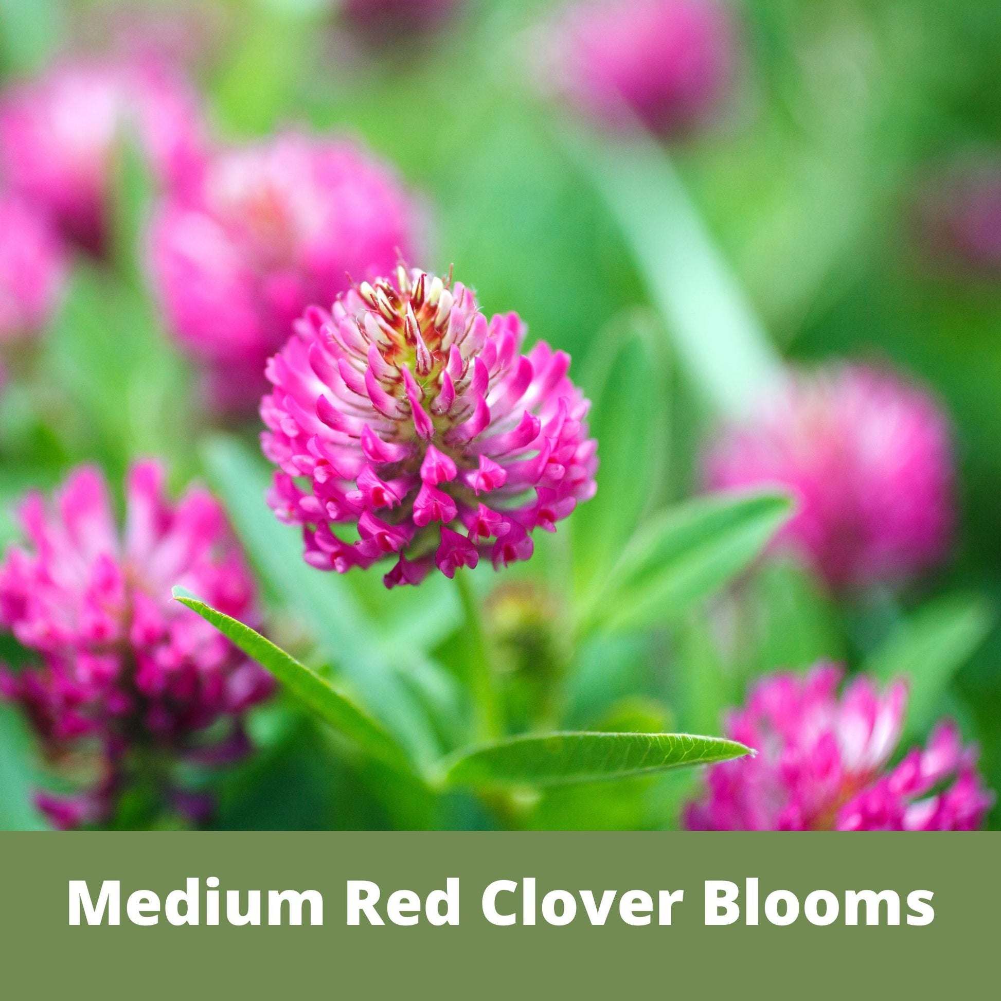 Medium Red Clover Seed - Concordia Style Boutique