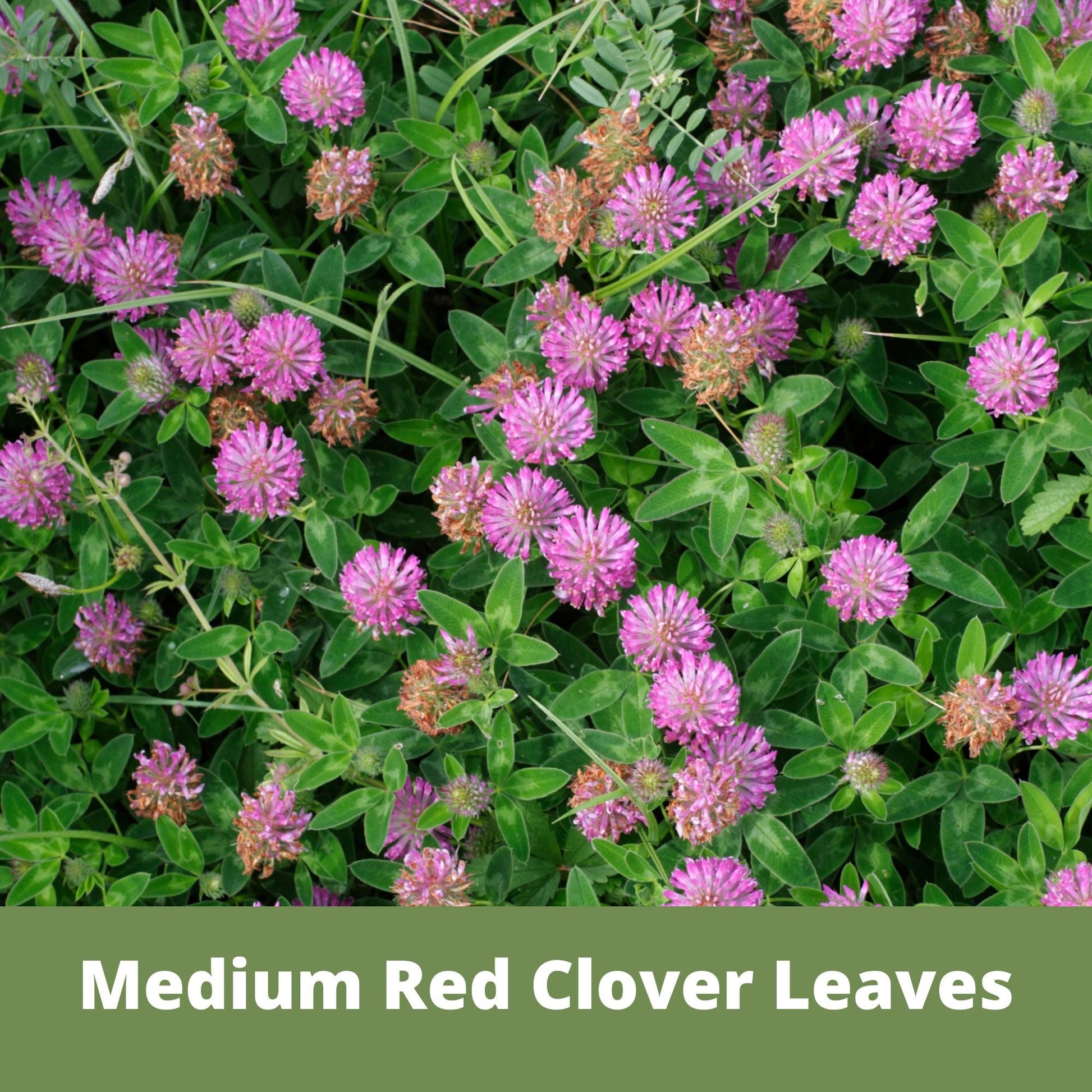 Medium Red Clover Seed - Concordia Style Boutique