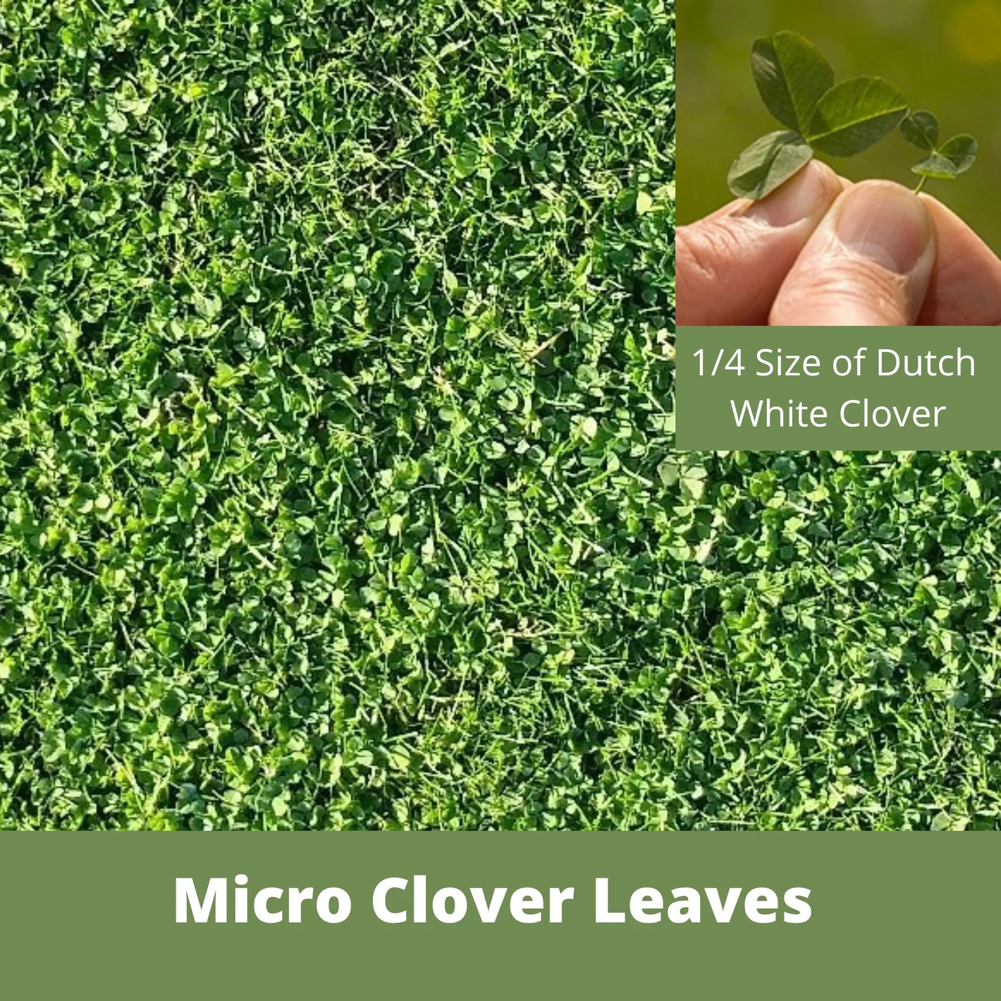 Micro Clover Seed - Concordia Style Boutique