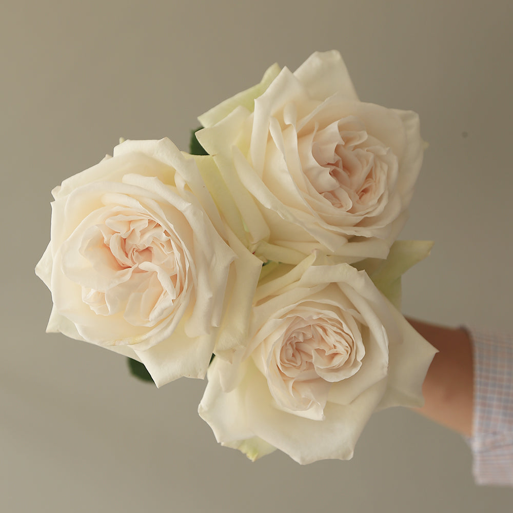 ROYAL WHITE