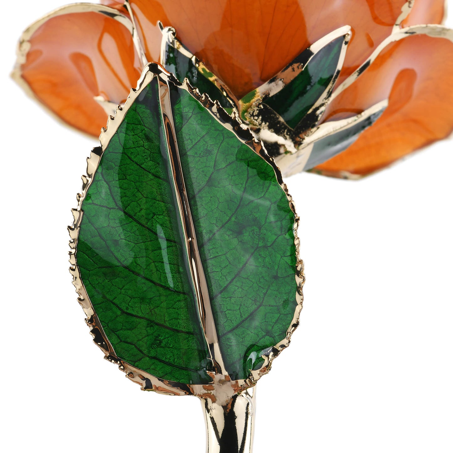 Timeless Rose (Orange) - Concordia Style Boutique