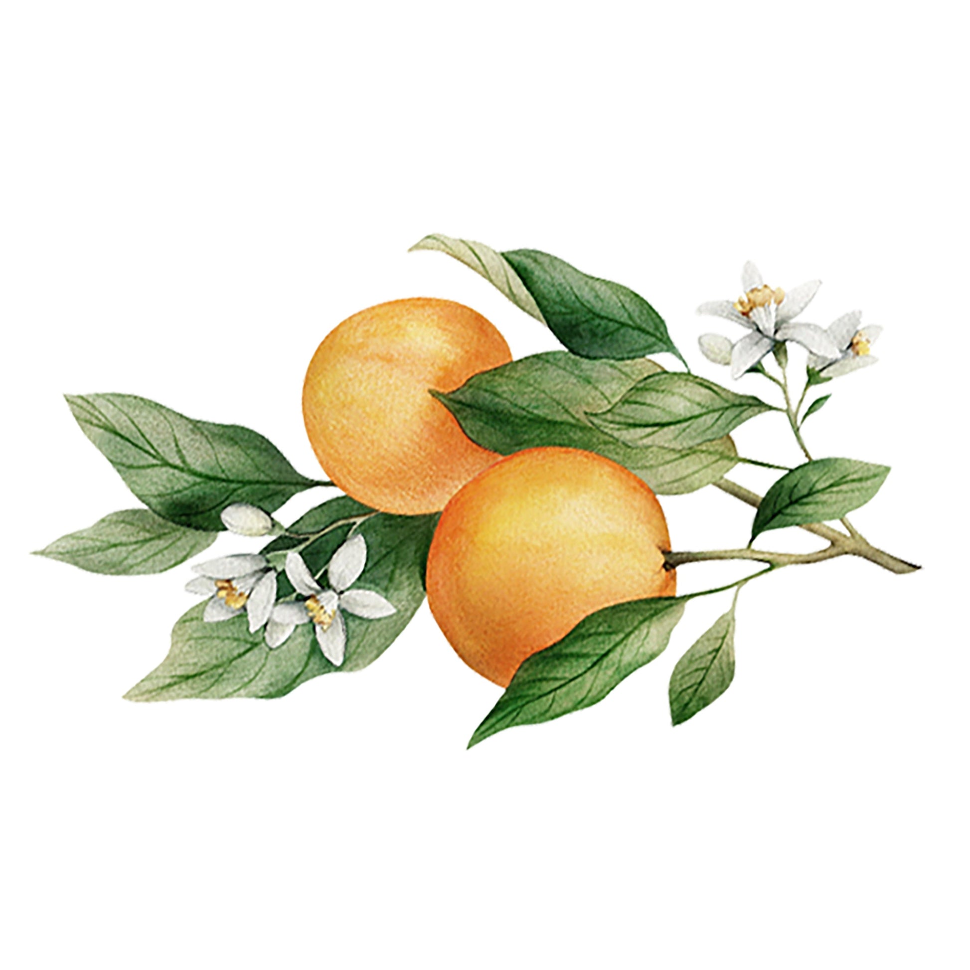 Orange Essential Oil - Concordia Style Boutique