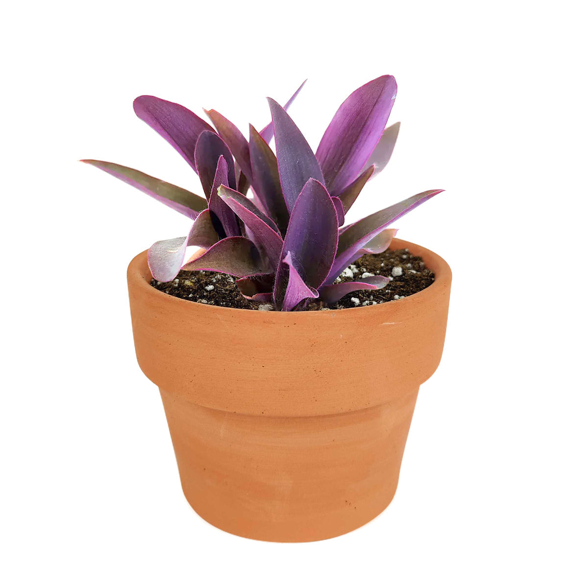 Purple Heart Tradescantia Pallida