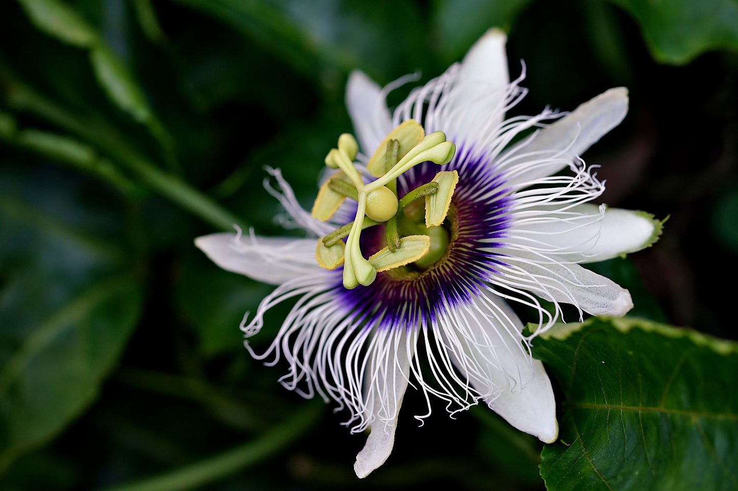 Passion Flower, Cut, Sifted - Concordia Style Boutique
