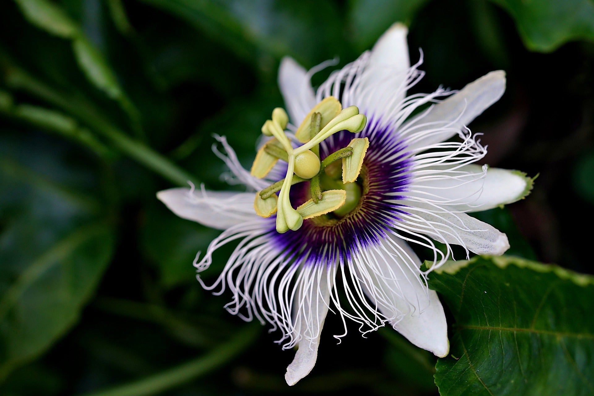 Passion Flower, Cut, Sifted - Concordia Style Boutique