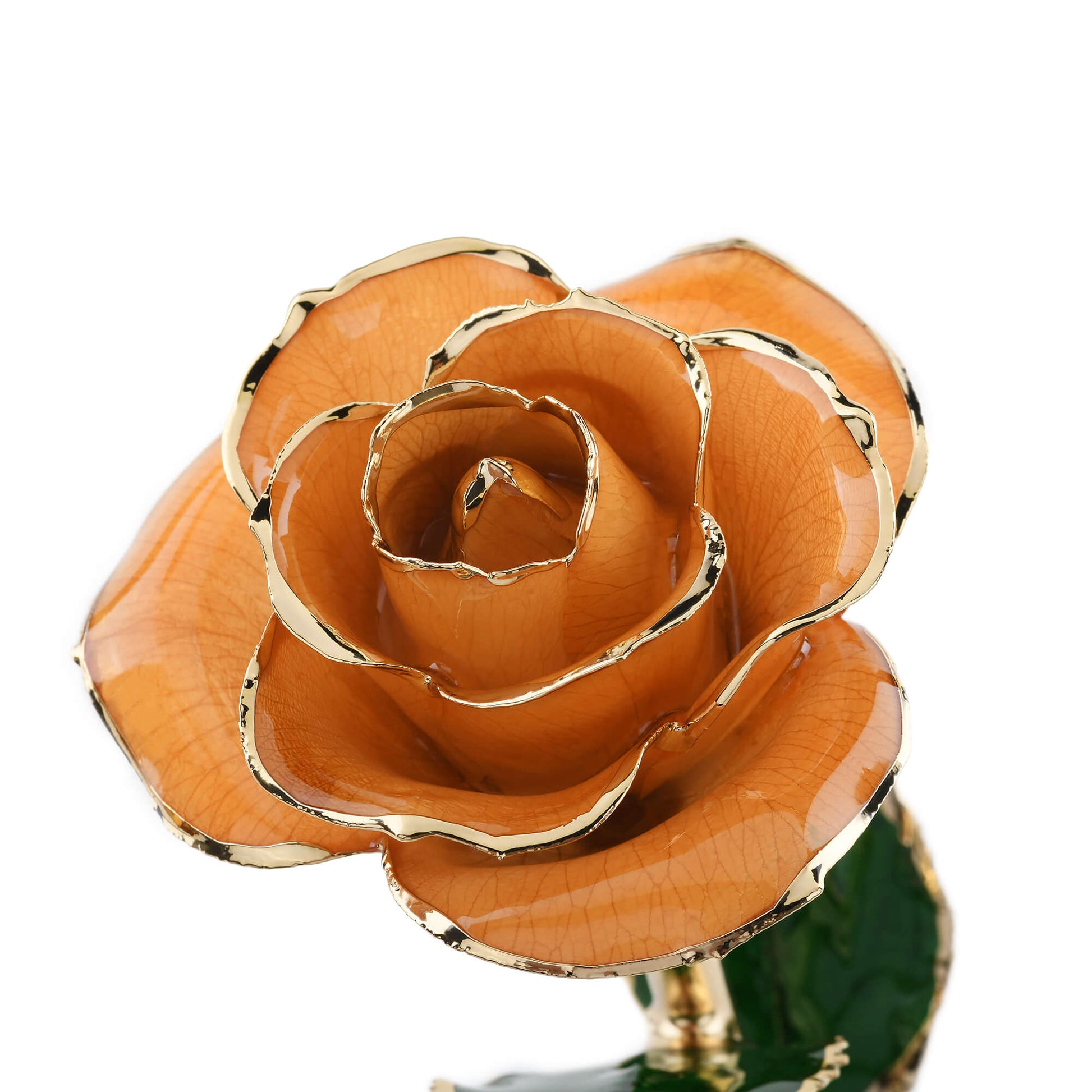 Timeless Rose (Pear) - Concordia Style Boutique