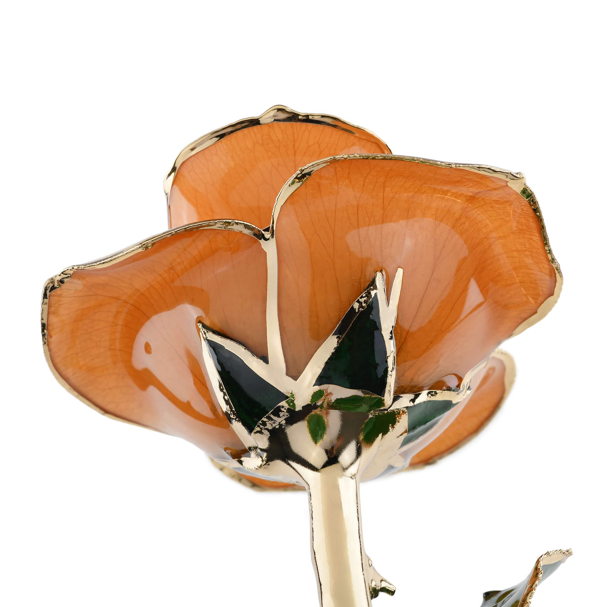 Timeless Rose (Pear) - Concordia Style Boutique