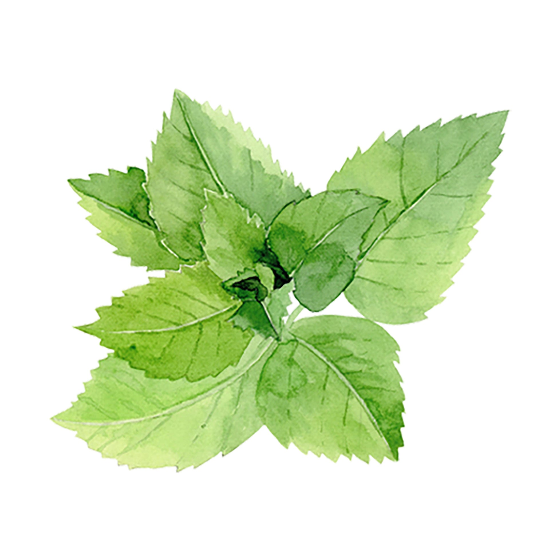 Peppermint Essential Oil - Concordia Style Boutique